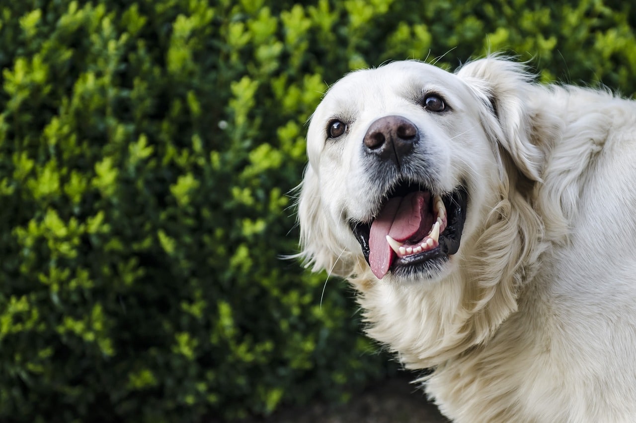 dog, golden retriever, white