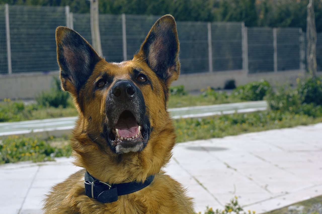 dog, german shepherd, canine