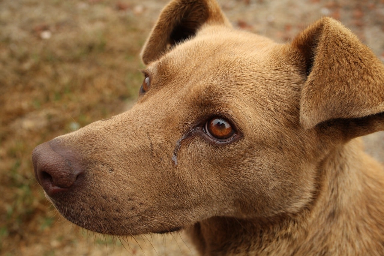 canine, sad dog, stray dog