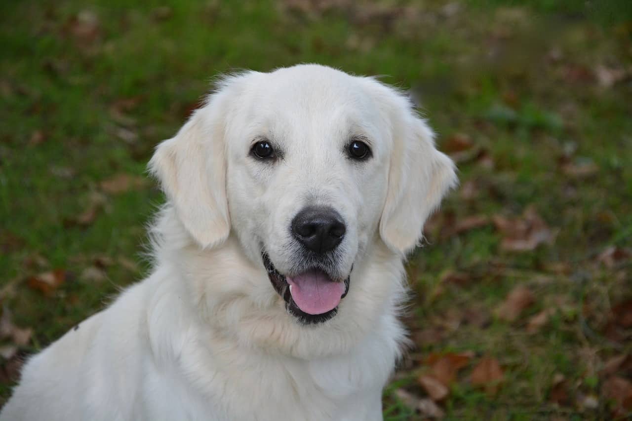 dog, bitch, golden retriever