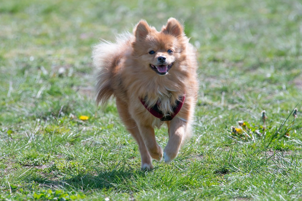 pomeranian, dog, small