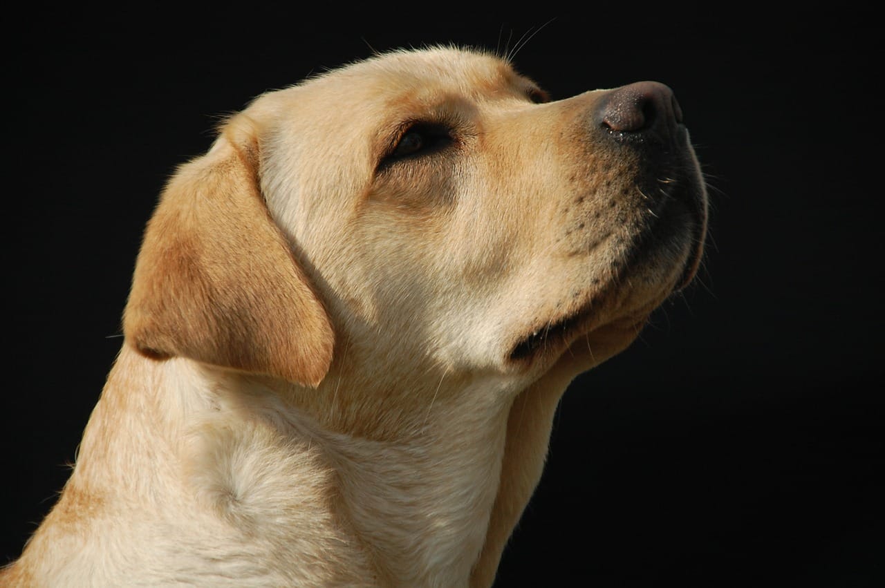 goden retriever, dog, labrador