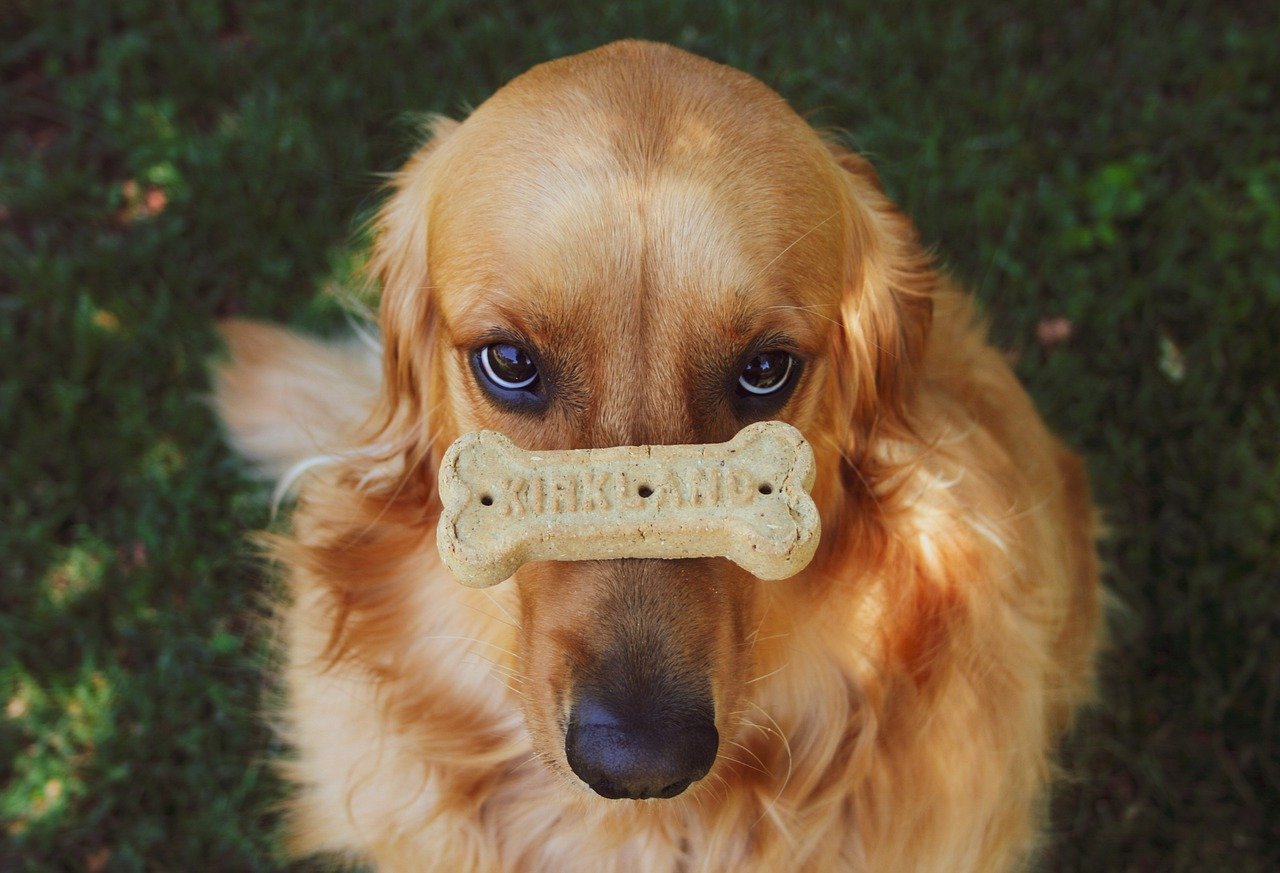 golden retriever, dog, puppy