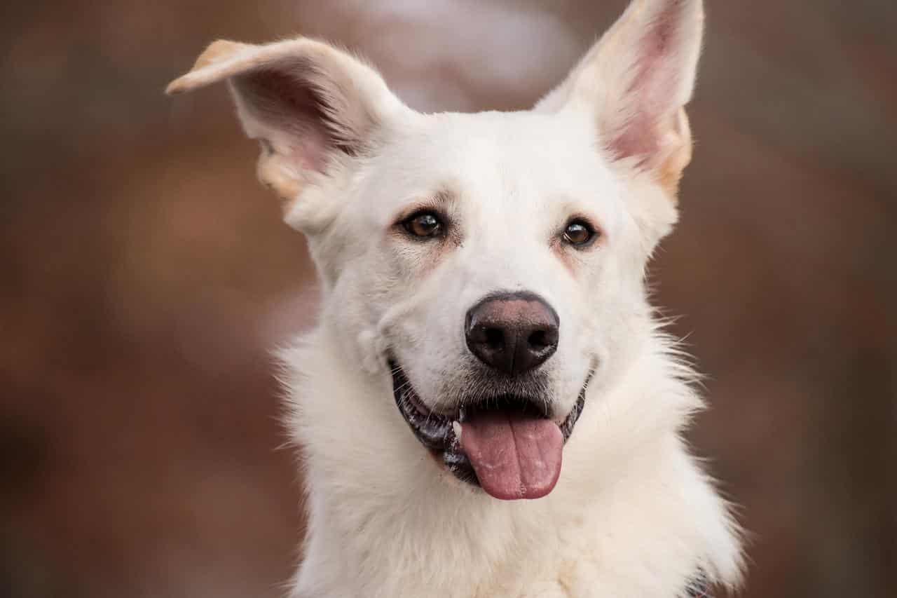 schäfer dog, white dog, dog